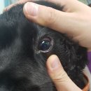 시엘 메디칼 이미지