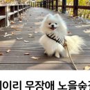 파주로 은행나무길 이미지