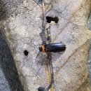 반딧불이 이미지