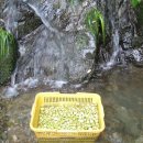 충영 목천료 개다래의효능 이미지