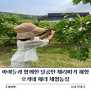 아이들과 함께한 달콤한 체리 따기 체험 오키네 체리 체험농장