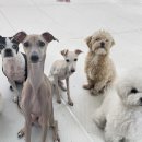 딩동댕독 이미지