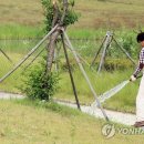 소동느티나무 이미지