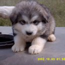 복슬강아지 이미지