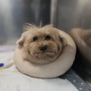 땡큐DOG동물병원 | 11살 노견 봉자의 꼬리뼈 본시멘트 수술 후기 | 1편