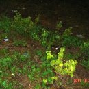 노을공원 경사면 생태균형저해식물관리 및 나무심기행사 사후관리(2차) 이미지