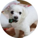 삼 덴탈 이미지