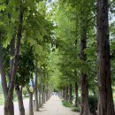 천년이 | 경주 천년의숲 후기, 외나무다리 포토존이 있는 산책하기 좋은 숲 정원