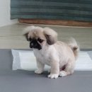 멍이가 웃통벗는날 이미지