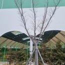 을숙도 테니스장 이미지