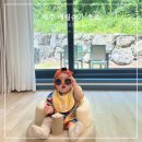애월숲에101 | 제주 가족여행 숙소 추천 제주도 애월슈가 독채펜션 후기