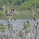 소양강민물집 이미지