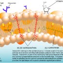 하늘이 준 선물 이미지