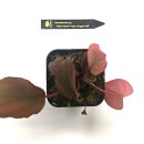 비바리움매니아 이미지