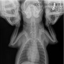 펫츠나라동물병원