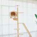 오로라 캣 이미지