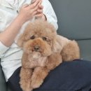 bbodog(뽀독) 이미지