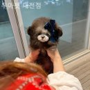 우아펫 대전점 이미지