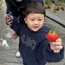 익산 농장 | 전북 익산 아이랑 가볼만한곳 실내 딸기 체험 농장 오늘의딸기 내돈내산 후기