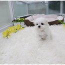 애견용품 창고형 할인매장 이미지