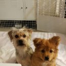 은동이네 이미지