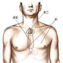 흉선의 위치... 이미지