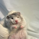 선셋 햄스터리 네이버블로그