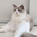 폴인캣츠 이미지