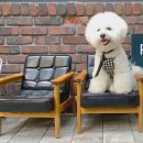 학동 애견 이미지