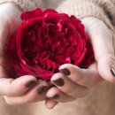 테스 (Tess) 이미지