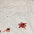 공원옆동물의료센터 이미지