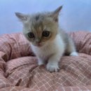 도그마루 강아지고양이 일산점 이미지