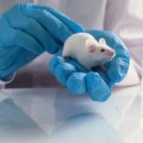 스탠포드 연구에서 신경 근육 회복으로 쥐의 노화를 촉진 이미지