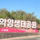 수채화1 | 함안 악양생태공원 샤스타데이지 수레국화 양귀비 명소 5월에 가기 좋은 꽃구경 실시간 후기