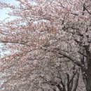 유채약국 이미지