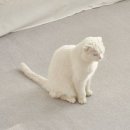 5803 이미지