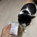 동해형씨 | [고양이] 동해형씨 6종 트릿 샘플 구매후기