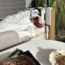 멍멍멍 | 팔리아치 취업 후기