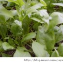 두만농장 이미지