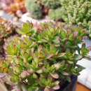 푸르댕댕 이미지