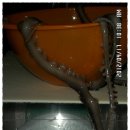 5월16일. 무안, 신안낙지(가격인하), 송어(밴댕이)젓갈, 숙성중인 홍어 이미지