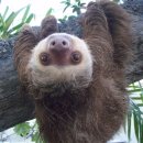 나무늘보 이미지