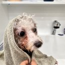 커몬댕댕 광주애견유치원&애견호텔 | 광주 광산구 애견호텔 광주애견유치원&amp;애견호텔 커몬댕댕