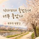 단구초교길 | 원주천 벚꽃길 다녀온 후기, 원주 봄 산책 코스로 좋았던 곳