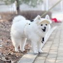 멍 | 강아지 진드기 목걸이 벌레 퇴치제 진드기 예방 멍가드 후기