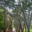 (주)속리산 관광개발 | 속리산 사내리캠핑장 4번째 방문한 주말아지트 캠핑예약 후기