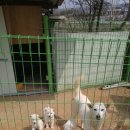 청주진도견연구소 이미지