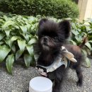 N | 강아지 고양이 신장 요독증 관리 아조딜 성분 함유 레날 N 후기