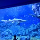 여수게스트하우스벨루가B | [전남 여수 가볼만한곳]아쿠아플라넷 여수 방문후기