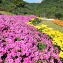 내미로리 이미지